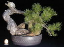 Austrian pine
